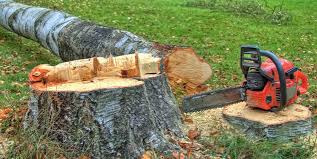 Best Tree Risk Assessment  in Beverly Hills, CA