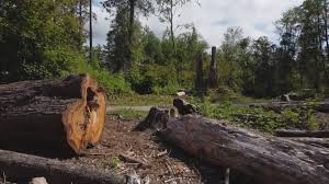 Beverly Hills, CA Tree Care Company