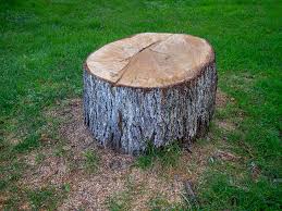  Beverly Hills, CA Tree Care Pros
