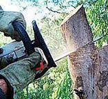 Best Tree Disease Treatment  in Beverly Hills, CA