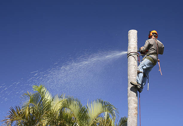 Best Landscape Design and Installation  in Beverly Hills, CA