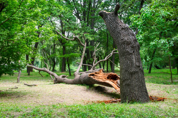 Best Lot and Land Clearing  in Beverly Hills, CA