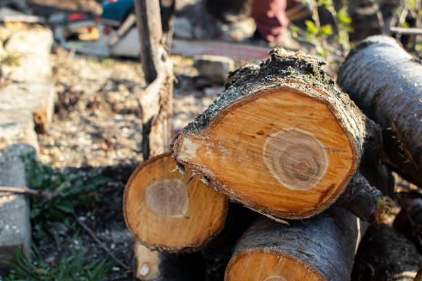 Best Tree Trimming and Pruning  in Beverly Hills, CA