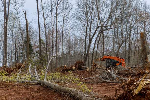 Best Arborist Consultation Services  in Beverly Hills, CA