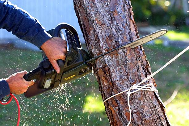 Best Hedge Trimming  in Beverly Hills, CA