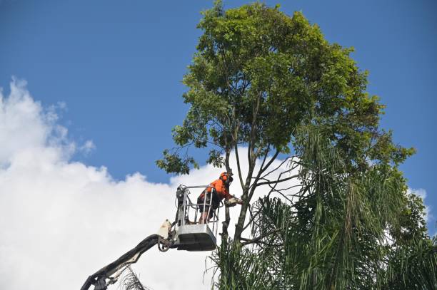 Pest Control for Lawns in Beverly Hills, CA