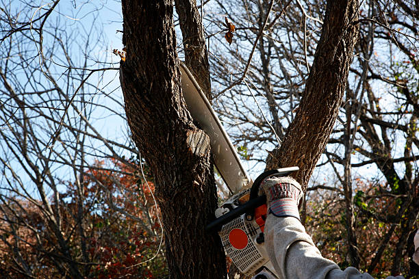 Best Pest Control for Lawns  in Beverly Hills, CA