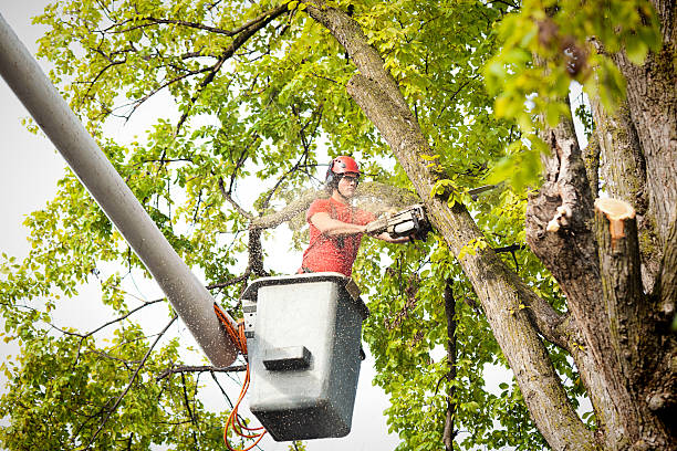 Best Aeration Services  in Beverly Hills, CA