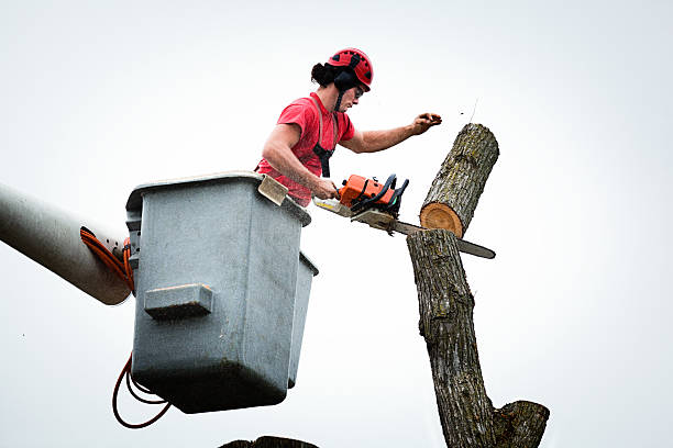 Best Tree Maintenance Programs  in Beverly Hills, CA