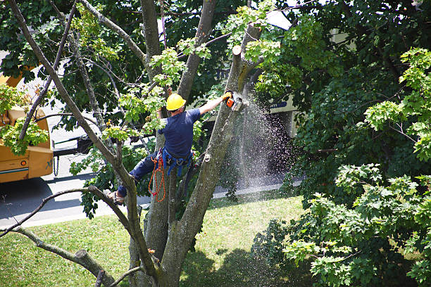 Best Root Management and Removal  in Beverly Hills, CA