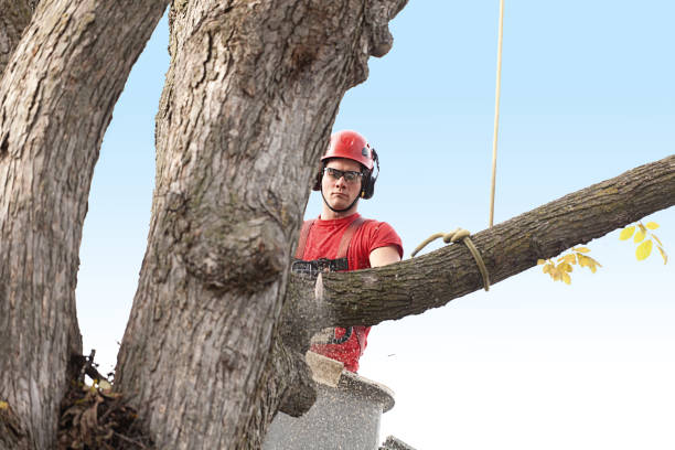 How Our Tree Care Process Works  in  Beverly Hills, CA