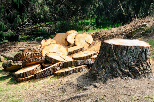 Best Firewood Processing and Delivery  in Beverly Hills, CA